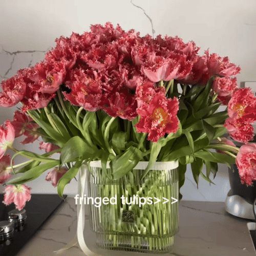 💥Spring NEW🌷Tulips 'first love'seeds