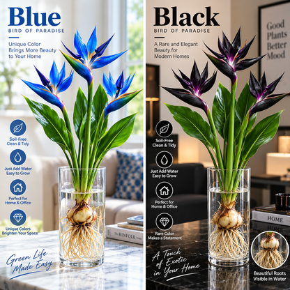 🕊️✨Hydroponic bird of paradise🌱🌸 A Little Bulb, A Beautiful Bloom — Nature’s Best Therapy!