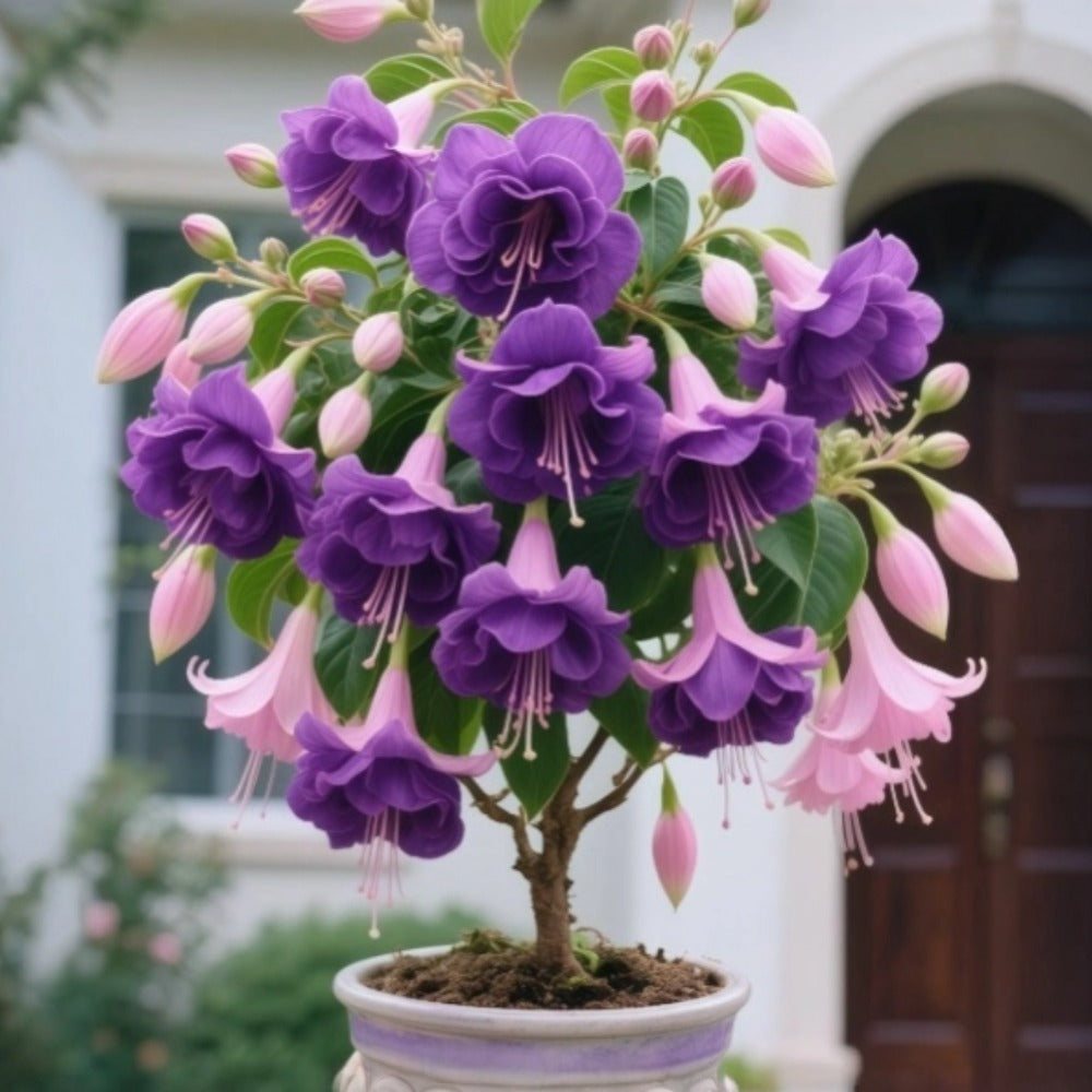 🌸 Double Fuchsia Plants – Elegant Cascading Blooms for Shade Gardens