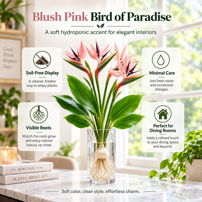 🕊️✨Hydroponic bird of paradise🌱🌸 A Little Bulb, A Beautiful Bloom — Nature’s Best Therapy!