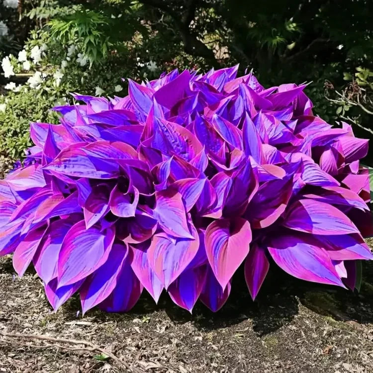 Nothing Grows in Shade? Watch This… 🌿 Turn Dead Corners Into a Lush Garden Paradise