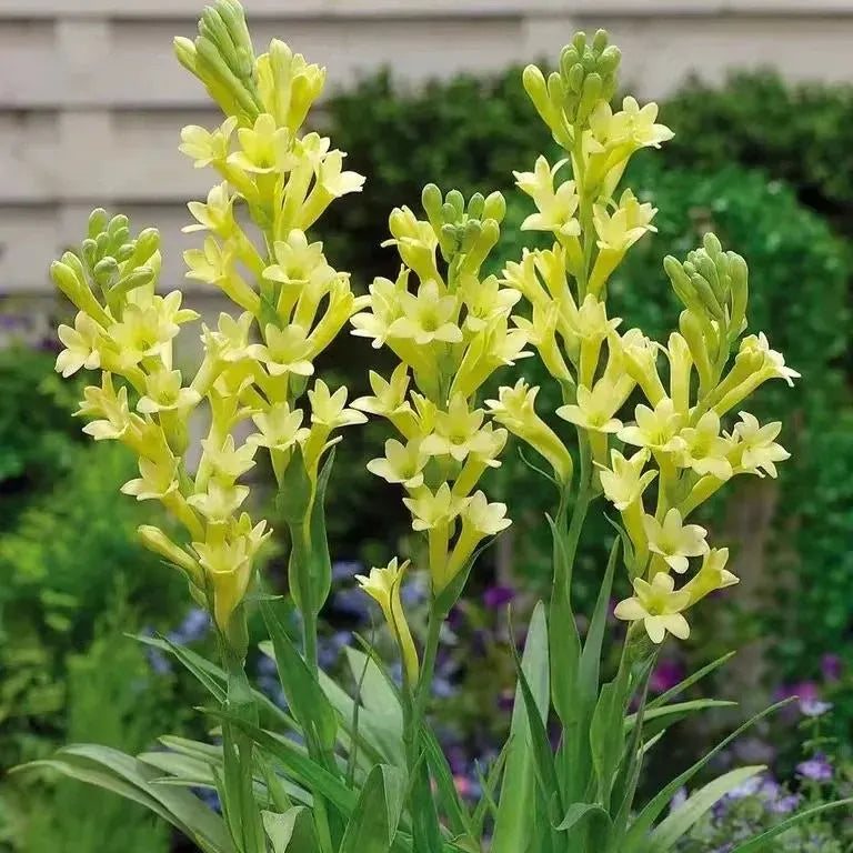🌸 Double Fragrant Tuberose Bulbs — Let Every Evening Bloom With Sweet Scent ✨💫