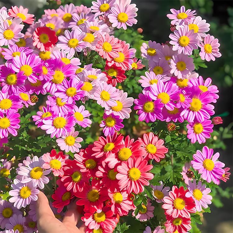 Last Day Sale - 50% OFF🌱 Pest Killer-Pyrethrum Daisy Seeds - Mixed Color