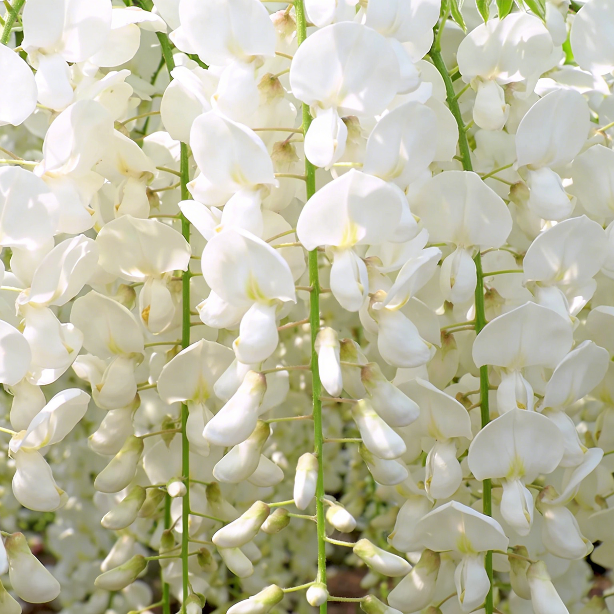 🌸Weeping Jasmine Seeds – Create a Fragrant Floral Waterfall at Home🌿❄️