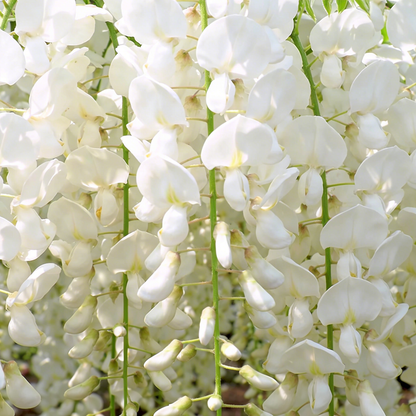 🌸Weeping Jasmine Seeds – Create a Fragrant Floral Waterfall at Home🌿❄️
