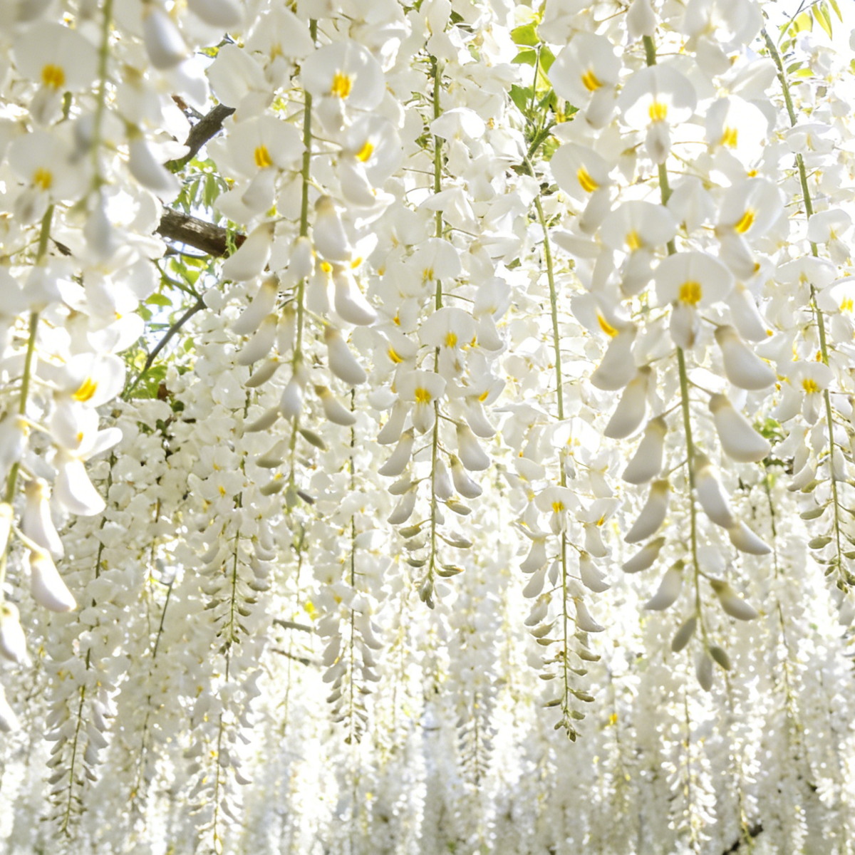 🌸Weeping Jasmine Seeds – Create a Fragrant Floral Waterfall at Home🌿❄️