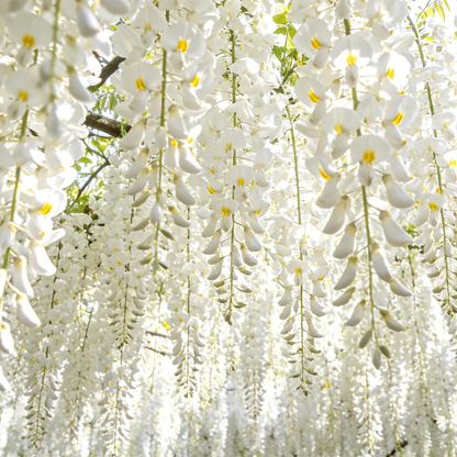 🌸Weeping Jasmine Seeds – Create a Fragrant Floral Waterfall at Home🌿❄️