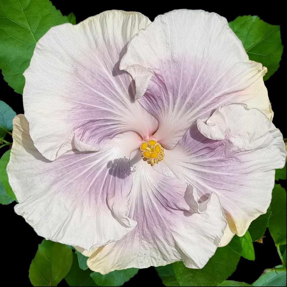 Giant Ombre Hibiscus Exotic Coral Flowers Seeds