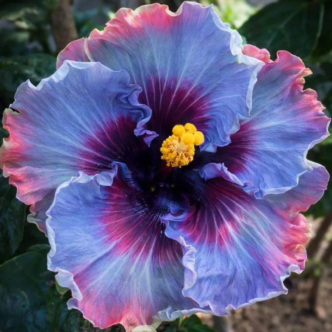 Giant Ombre Hibiscus Exotic Coral Flowers Seeds
