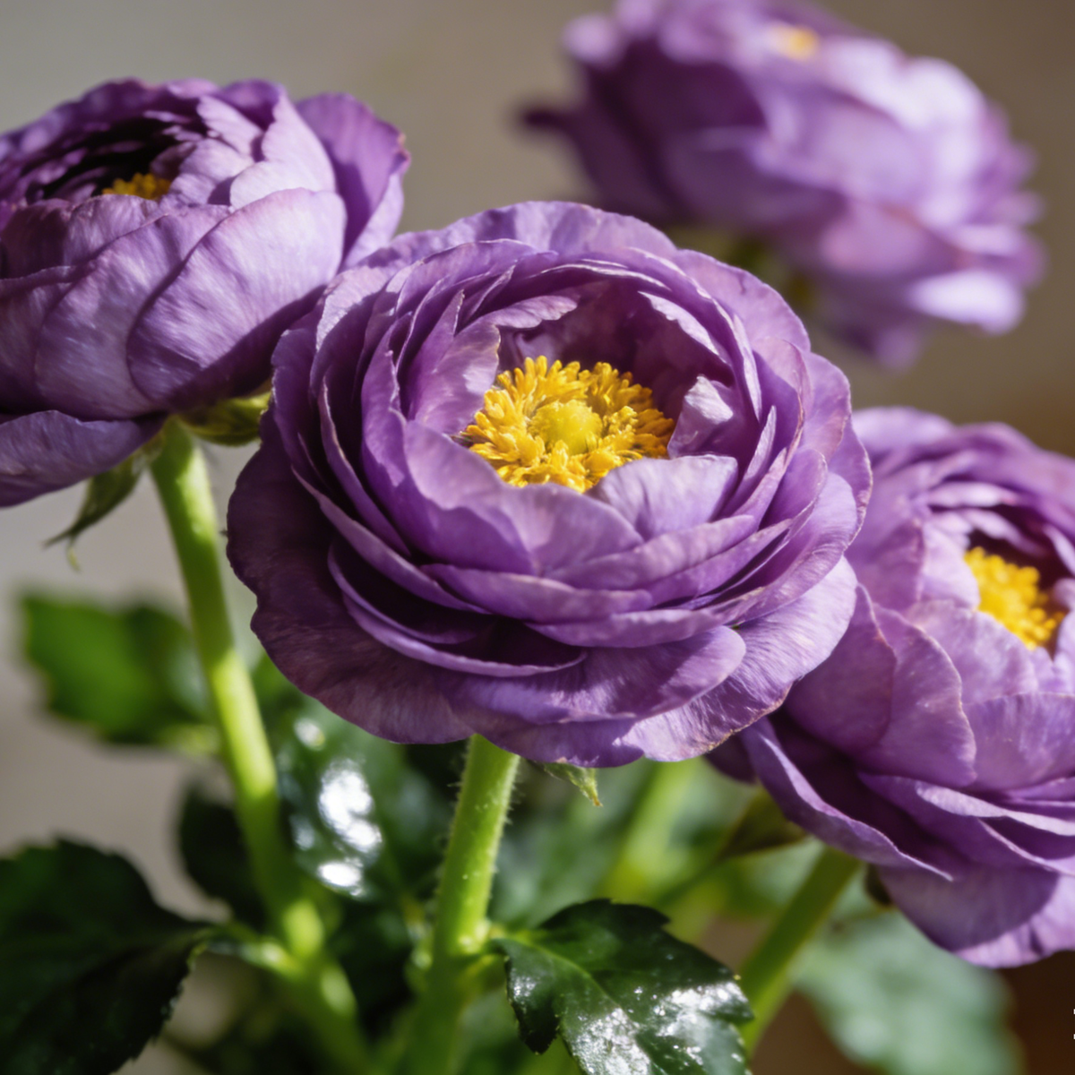 🌸Ranunculus Seeds – 💜Grow Elegant, Rose-Like Blooms in Your Own Garden