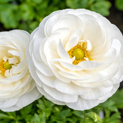 🌸Ranunculus Seeds – 💜Grow Elegant, Rose-Like Blooms in Your Own Garden