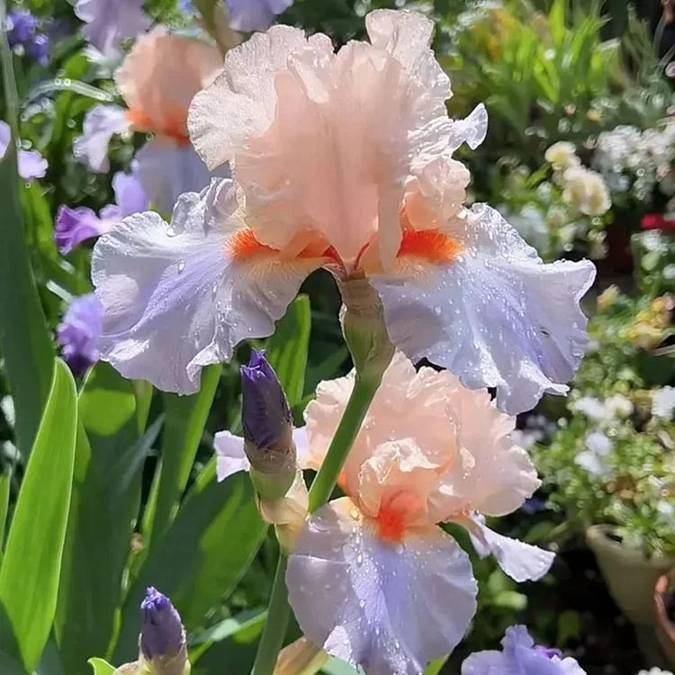 💕Iris (Phalaenopsis) Orchid Flower, Perennial Flower