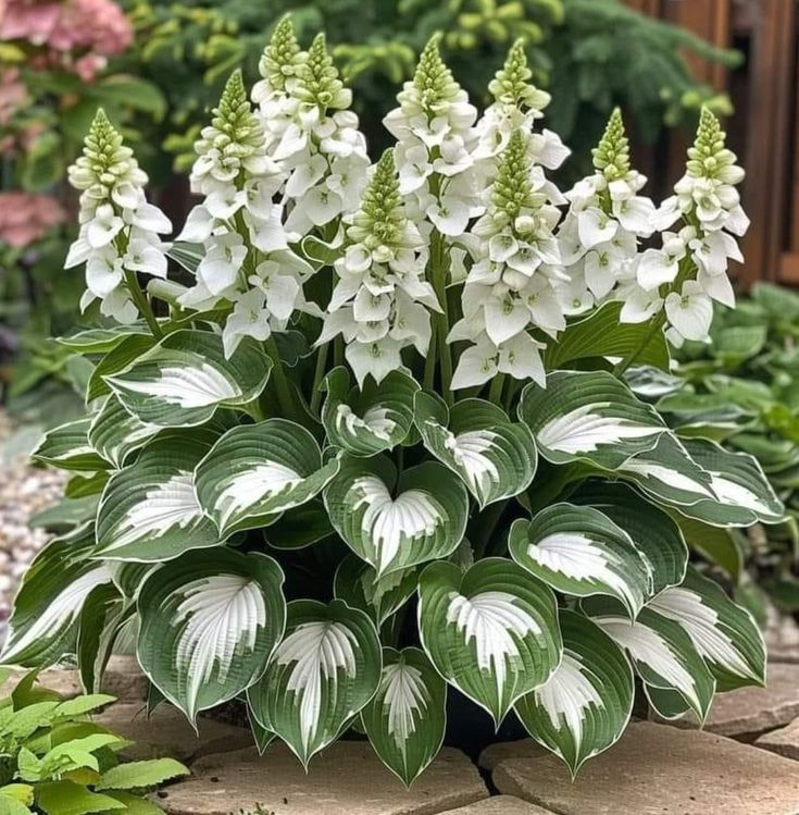🔥Last day of clearance sale🔥Rare and premium quality hosta seeds🌿Shade-tolerant plant