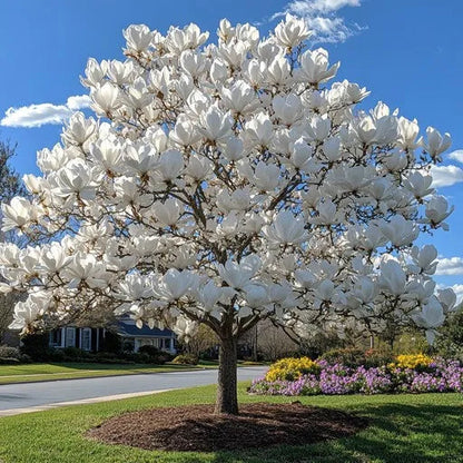 🌳 Legendary Mulan Tree · Illuminate Your Abundant Life 🌳
