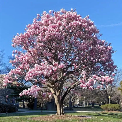 🌳 Legendary Mulan Tree · Illuminate Your Abundant Life 🌳