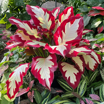💚 ✨Premium Giant Tall Hosta Bulbs🔥Low-Maintenance, Shade-Loving & Comes Back Every Year