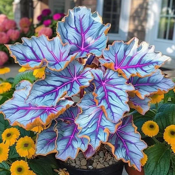 💚 ✨Premium Giant Tall Hosta Bulbs🔥Low-Maintenance, Shade-Loving & Comes Back Every Year