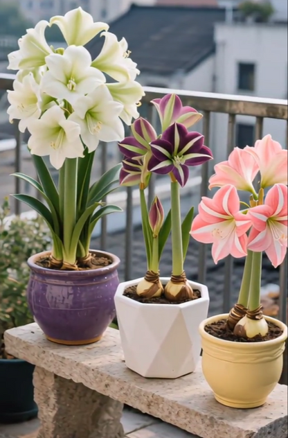 🔥 Limited-Time Offer 🌺 Rare Double-Petaled Perfume Amaryllis – Giant Fragrant Blooms All Winter Long ❄️
