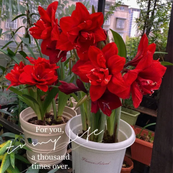🔥 Limited-Time Offer 🌺 Rare Double-Petaled Perfume Amaryllis – Giant Fragrant Blooms All Winter Long ❄️