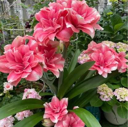 🔥 Limited-Time Offer 🌺 Rare Double-Petaled Perfume Amaryllis – Giant Fragrant Blooms All Winter Long ❄️