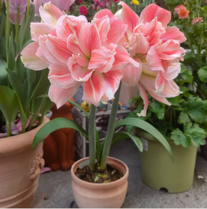 🔥 Limited-Time Offer 🌺 Rare Double-Petaled Perfume Amaryllis – Giant Fragrant Blooms All Winter Long ❄️