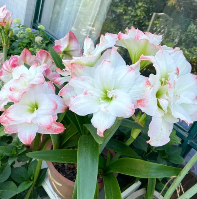 🔥 Limited-Time Offer 🌺 Rare Double-Petaled Perfume Amaryllis – Giant Fragrant Blooms All Winter Long ❄️