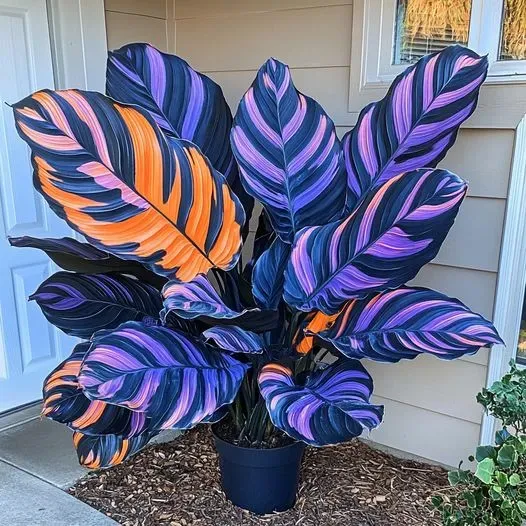 💚 ✨Premium Giant Tall Hosta Bulbs🔥Low-Maintenance, Shade-Loving & Comes Back Every Year