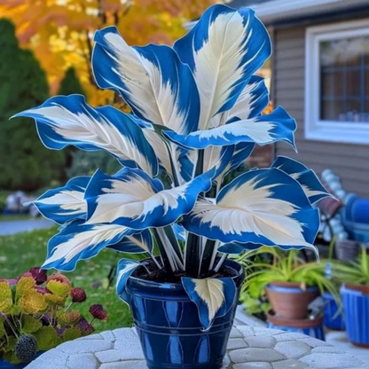 💚 ✨Premium Giant Tall Hosta Bulbs🔥Low-Maintenance, Shade-Loving & Comes Back Every Year