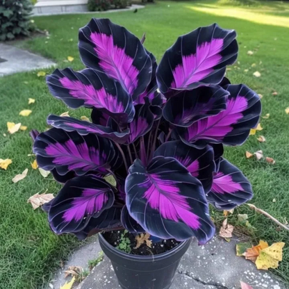 💚 ✨Premium Giant Tall Hosta Bulbs🔥Low-Maintenance, Shade-Loving & Comes Back Every Year