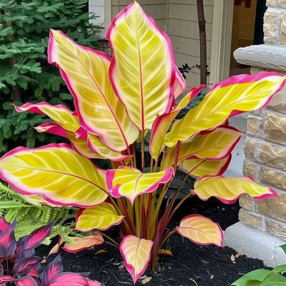 💚 ✨Premium Giant Tall Hosta Bulbs🔥Low-Maintenance, Shade-Loving & Comes Back Every Year