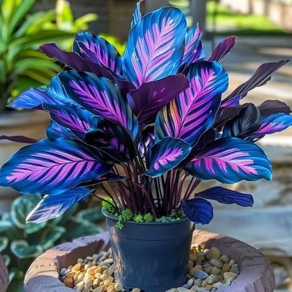 💚 ✨Premium Giant Tall Hosta Bulbs🔥Low-Maintenance, Shade-Loving & Comes Back Every Year