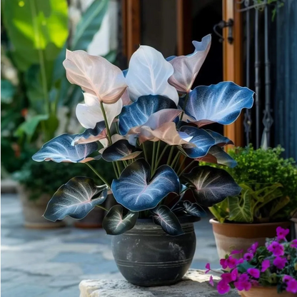 💚 ✨Premium Giant Tall Hosta Bulbs🔥Low-Maintenance, Shade-Loving & Comes Back Every Year