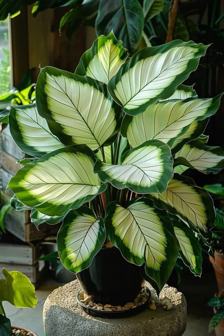 💚 ✨Premium Giant Tall Hosta Bulbs🔥Low-Maintenance, Shade-Loving & Comes Back Every Year
