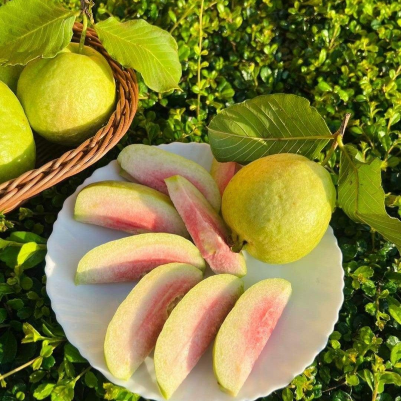 Limited-time 30% off🔥Homegrown Pink Guava 🌱 Live Tree Seedlings for Your Garden