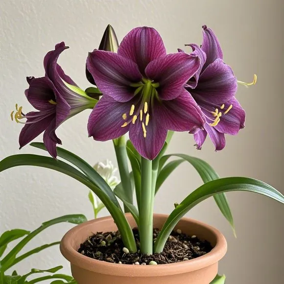 Big blooms • Easy care • Unique colors🏠🌈Exotic Rare Amaryllis Bulbs for Stunning Spring Flowers🌼