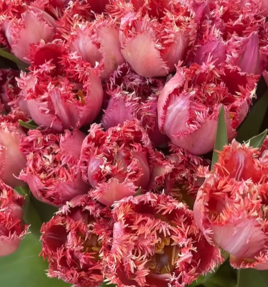 💥Spring NEW🌷Tulips 'first love'seeds