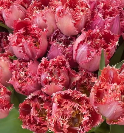 💥Spring NEW🌷Tulips 'first love'seeds