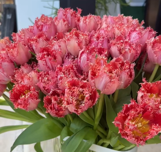 💥Spring NEW🌷Tulips 'first love'seeds