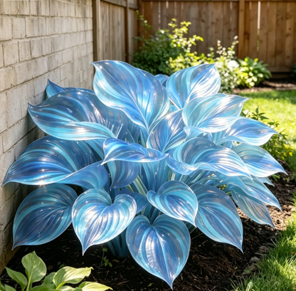 💎 Rare Multi-Color Opal Hosta 🌿 Stunning Foliage That Shines All Season