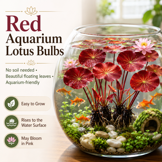 🌿🐟Grow Your Own Colorful Hydroponic Lotus! 🌸🔥 From Aquarium to Underwater Paradise!