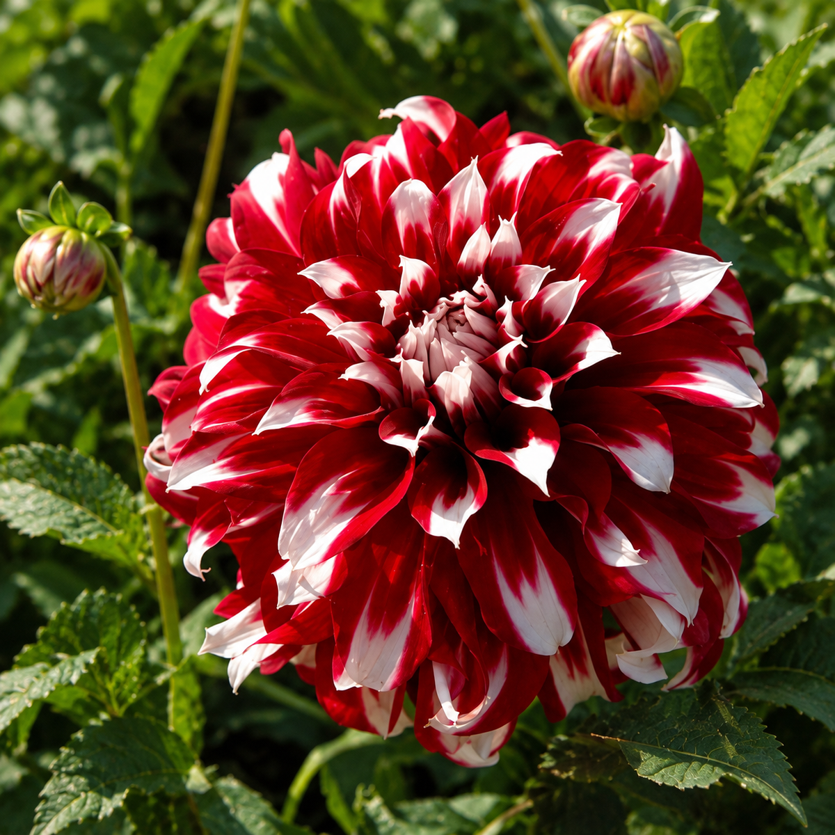🎅 Rare Santa Claus Dahlia Bulbs – Christmas Magic in Your Garden 🌸🎄