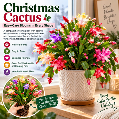 🦀Mix Colors Schlumbergera Bulbs– Easy Care Blooms in Every Shade, Even in Winter ❄️🌈