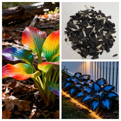 🔥Last day of clearance sale🔥Rare and premium quality hosta seeds🌿Shade-tolerant plant