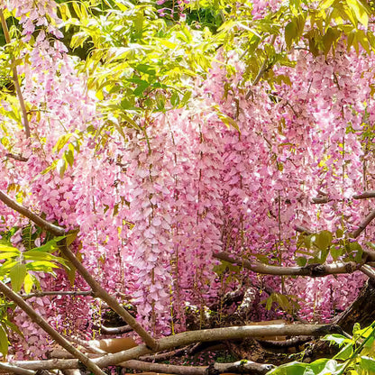 🔥LAST DAY 75% Off🌺The Queen Of Flowers—Wisteria Flower Seeds