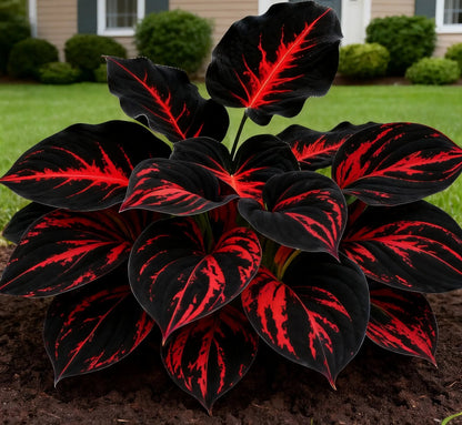 🔥Premium Hosta Seeds🌸Easy to Grow, Comes Back Every Year ✨ Perfect for Beginners