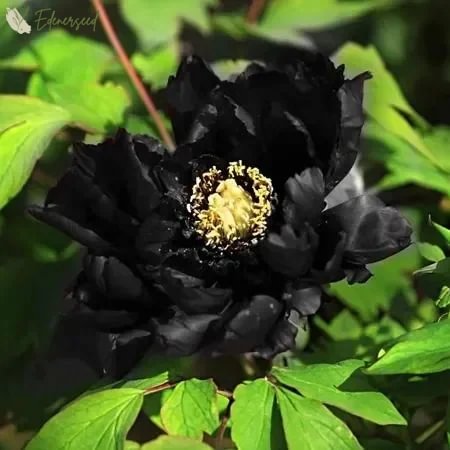 Black Beauty Peony Flower Seeds