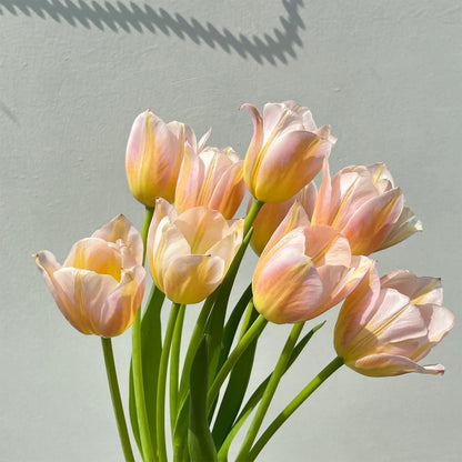 💥Spring NEW🌷Tulips 'first love'seeds