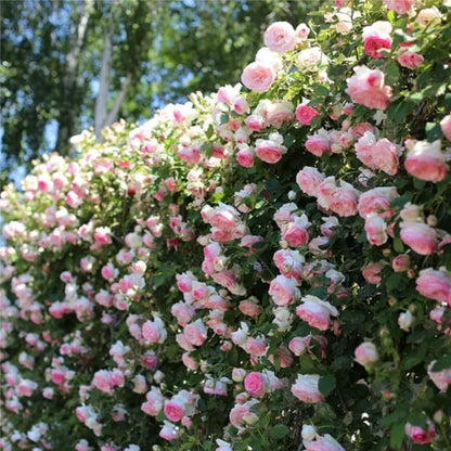 🌹Climbing Rose Seeds🌺 Easy Grow, First-Year Blooming Beauty
