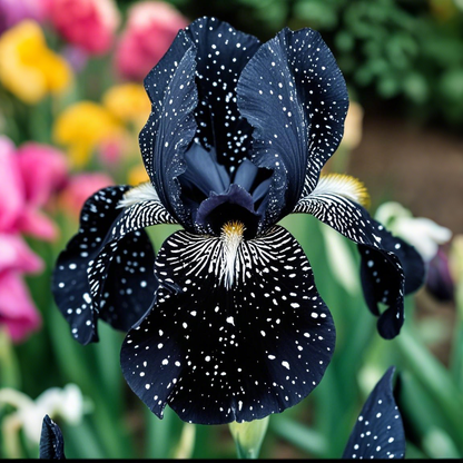 ‎⚘ ﹏Tall Bearded Iris with Bold, Elegant Blooms
