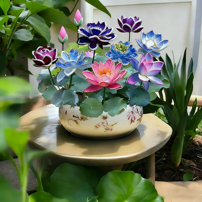 💜🪷Midnight Purple Lotus Seeds🌿Simple, Beautiful & Unique!